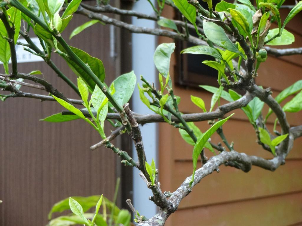 Funamiso Hotel Hachijō Exterior foto